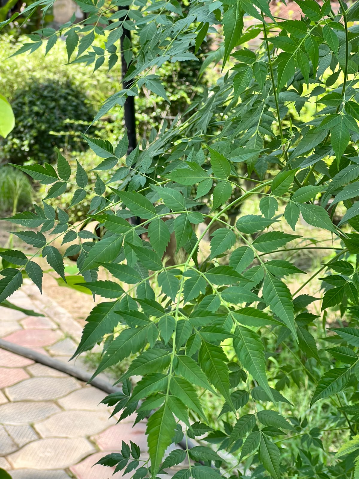 Bookain Tree (Bakain Shade Tree), photo 3