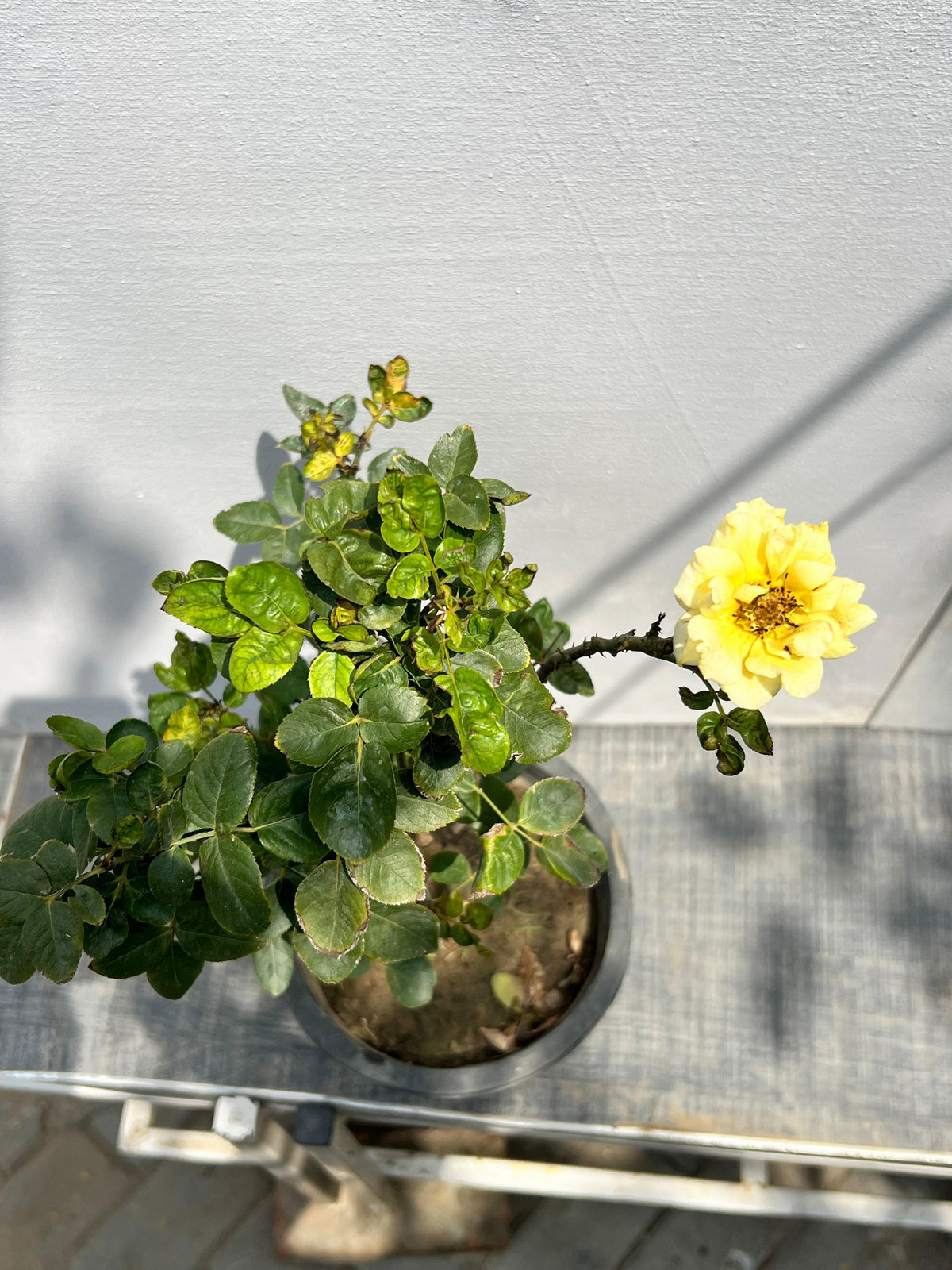 English Rose Plant (Hybrid Garden Rose, aka English Gulab), photo 3