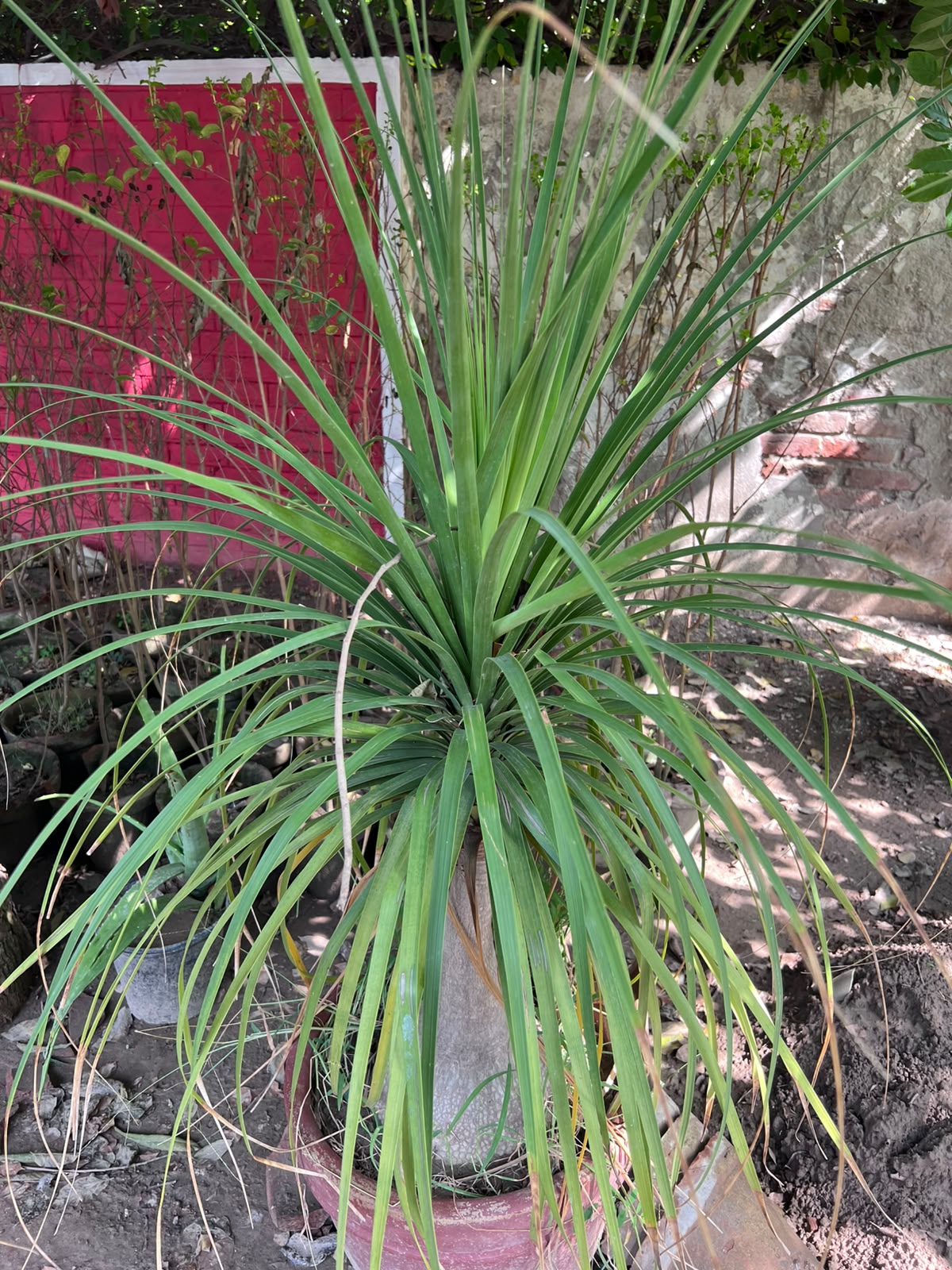 Bucarnia Surahi Palm 18 inch