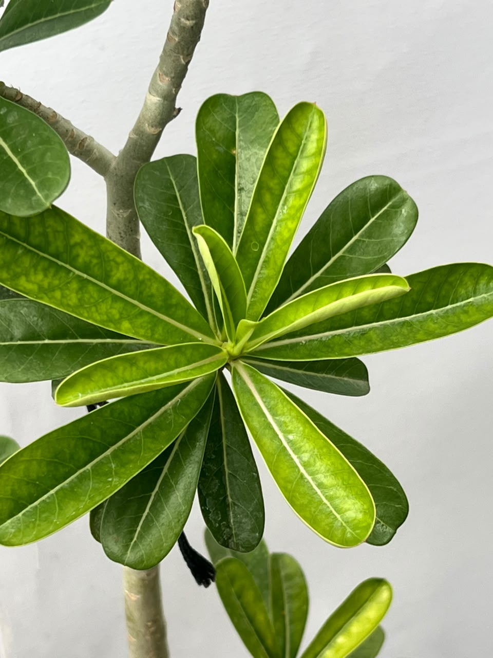 Adenium Plant (Desert Rose), photo 3