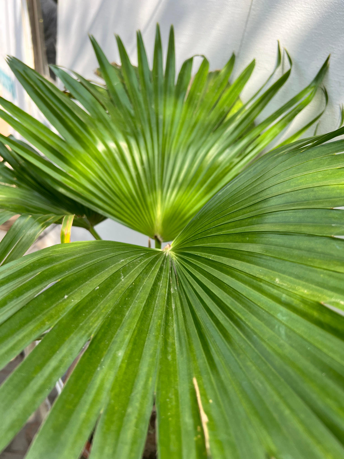 Table Palm Plant (Compact Indoor Palm), photo 3