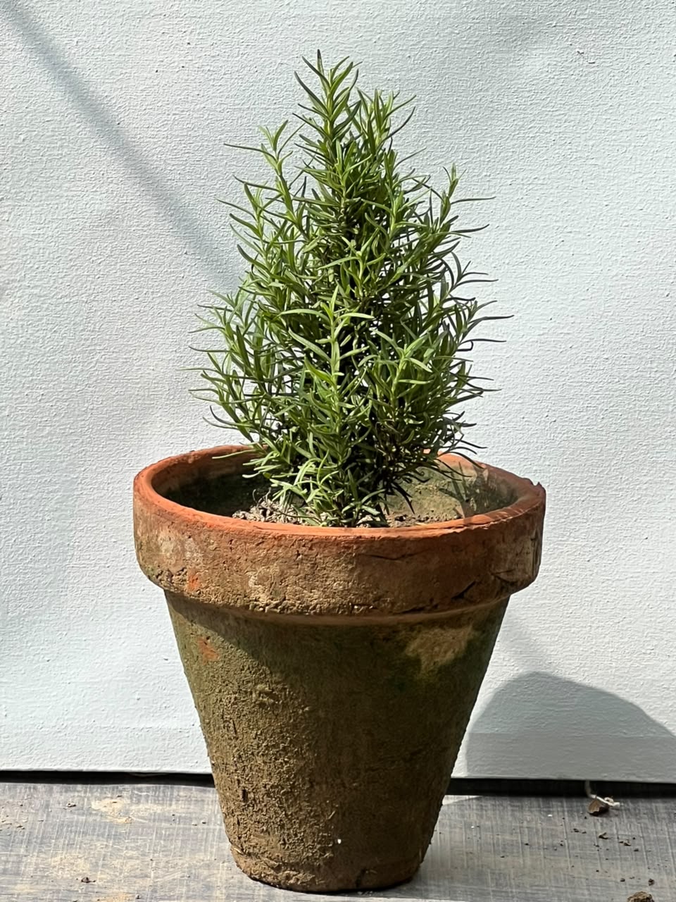 Rosemary Plant (Culinary Herb), photo 2