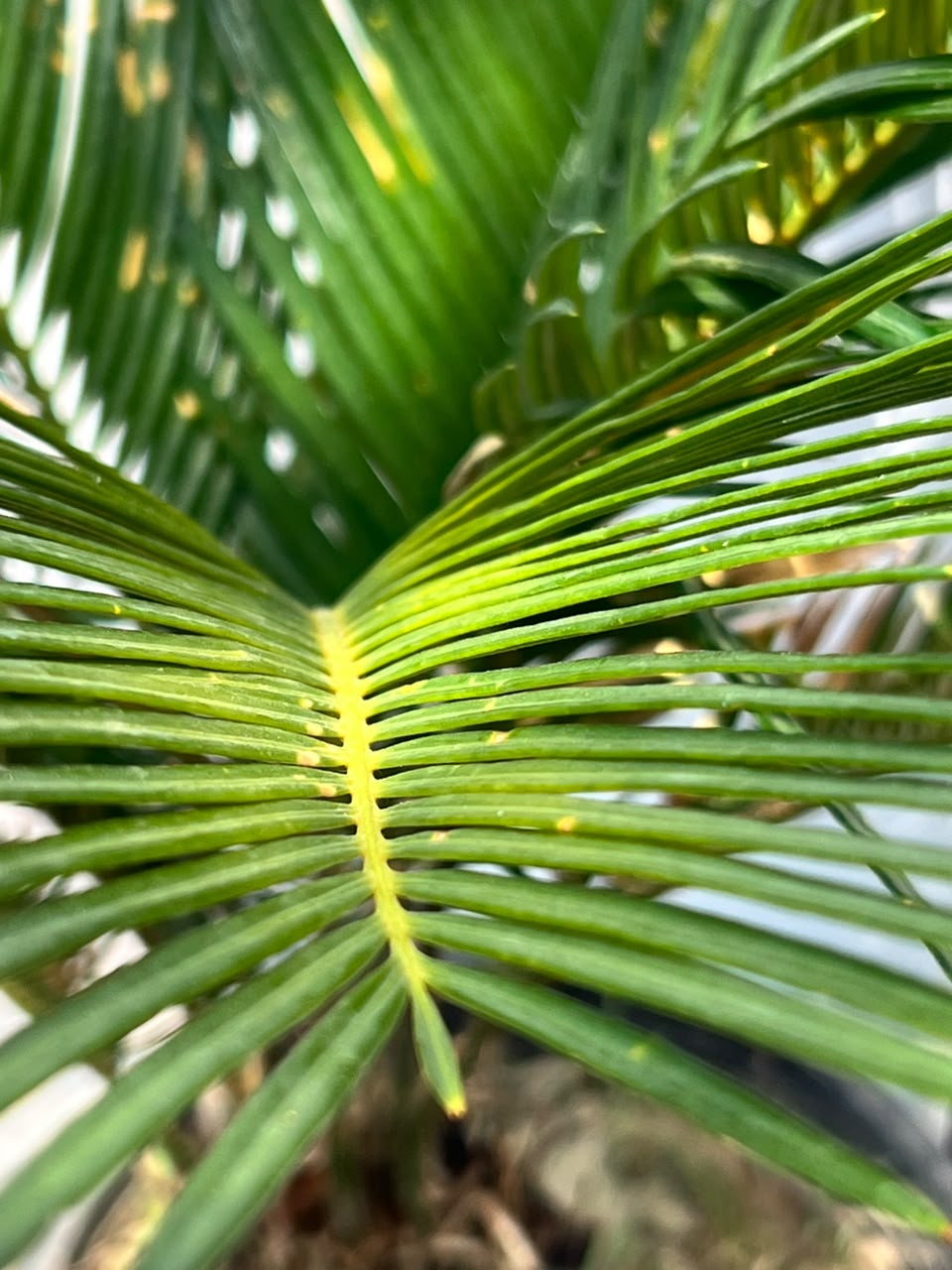 Sago Palm Plant (Cycas Revoluta), photo 3