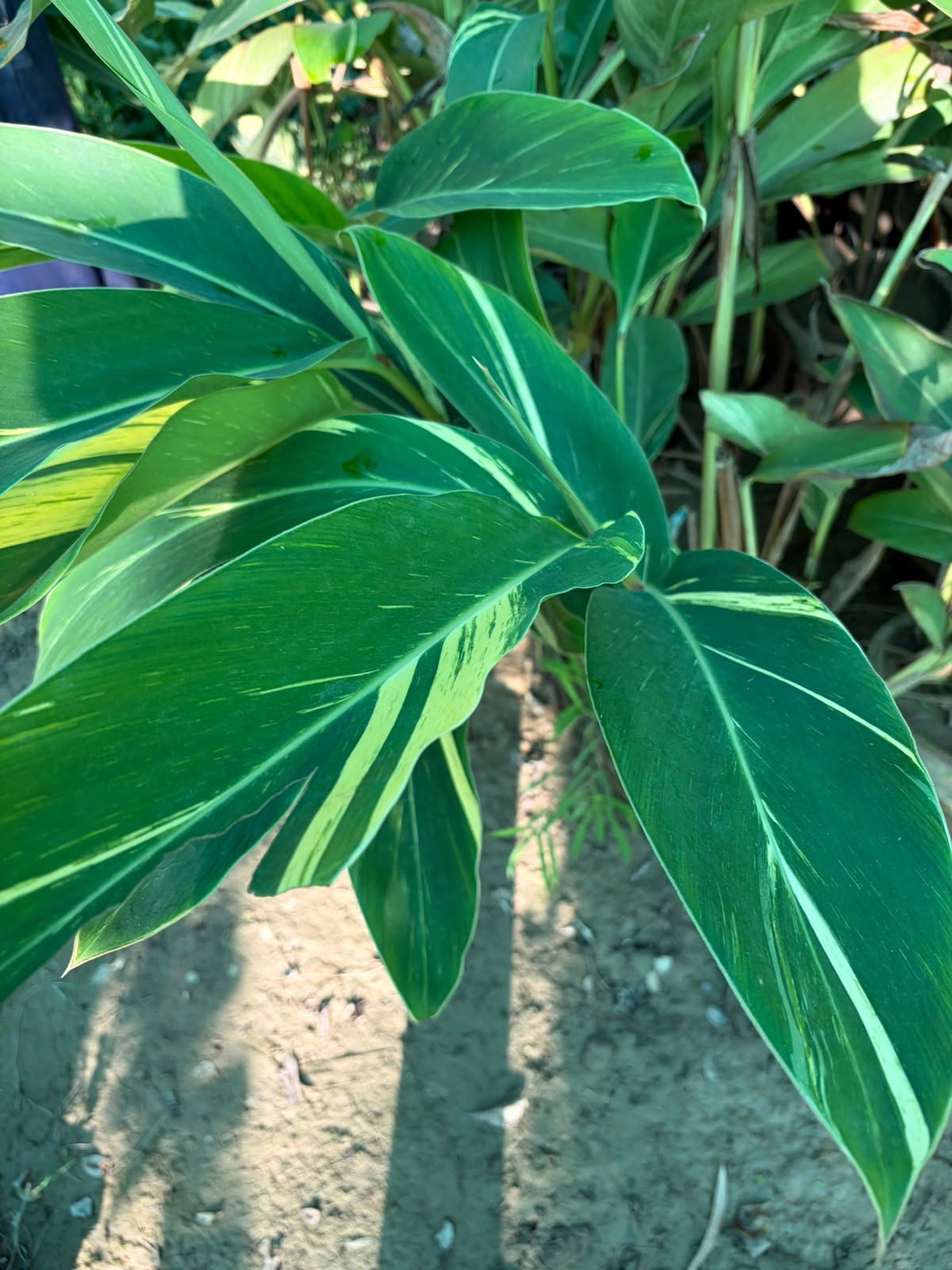 Arpenium