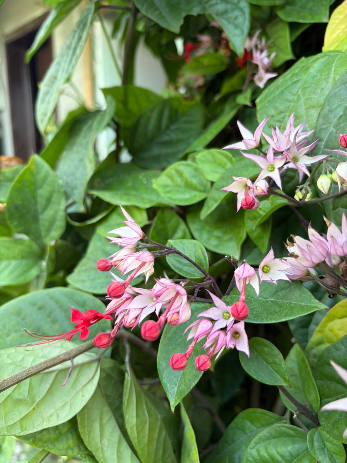 Chlorodendrum