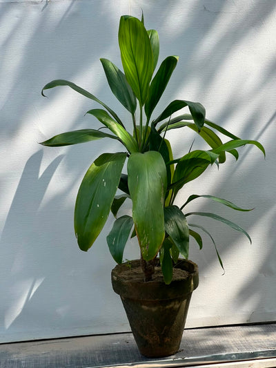 Dry Senia Plant (Dracaena Houseplant)