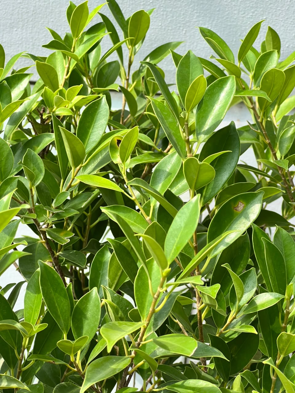 Grill Ficus Tree (Hedge Topiary Ficus), photo 3