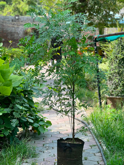 Bookain Tree (Bakain Shade Tree)