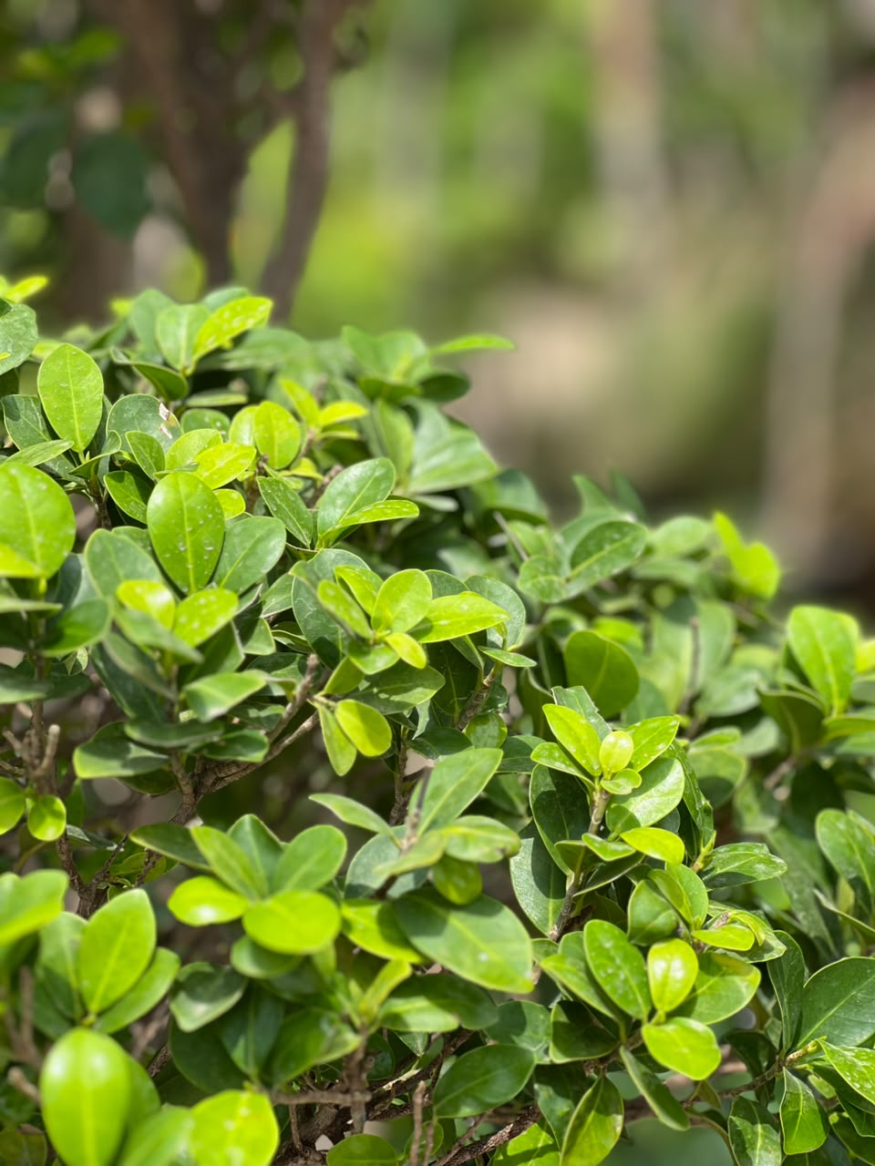 Topiary Ficus dense foliage detail