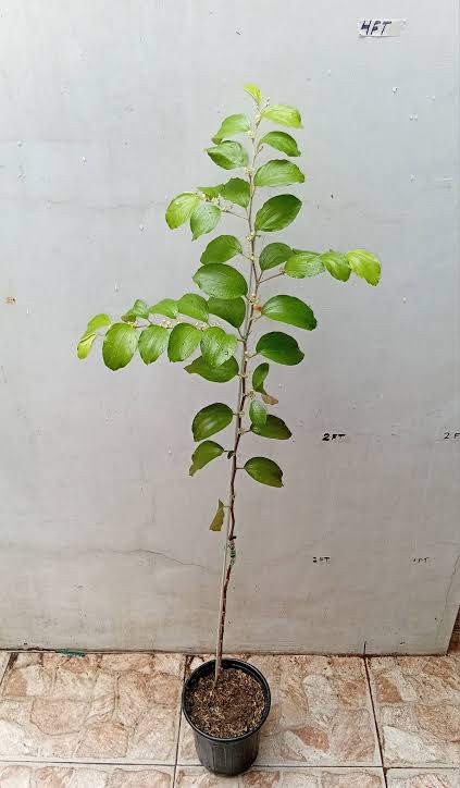 Khobani Plant - Apricot Tree (Prunus armeniaca)