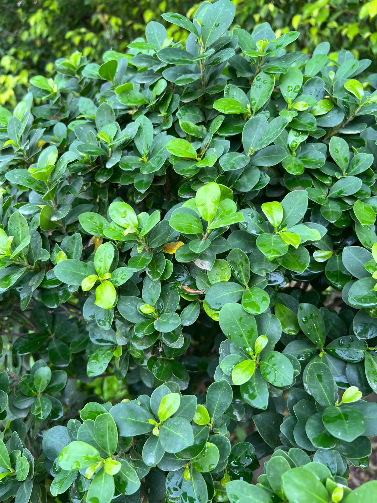 Lollipop Ficus Tree 18 inch