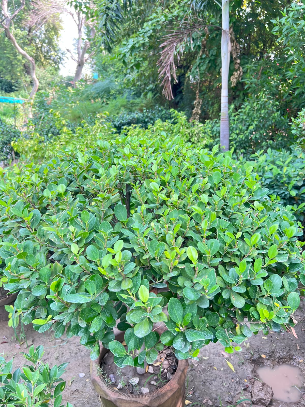 Panda Ball Ficus 18 inch