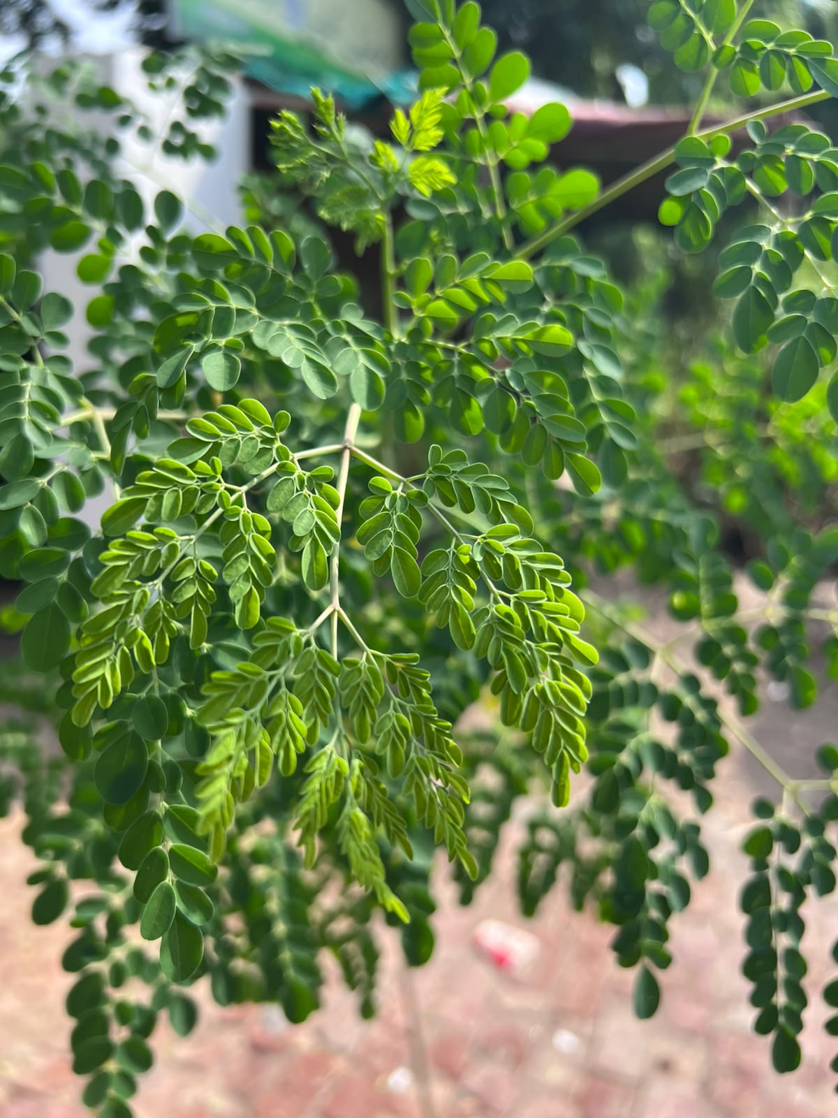 Sohanjna Plant (Moringa) 12 inch