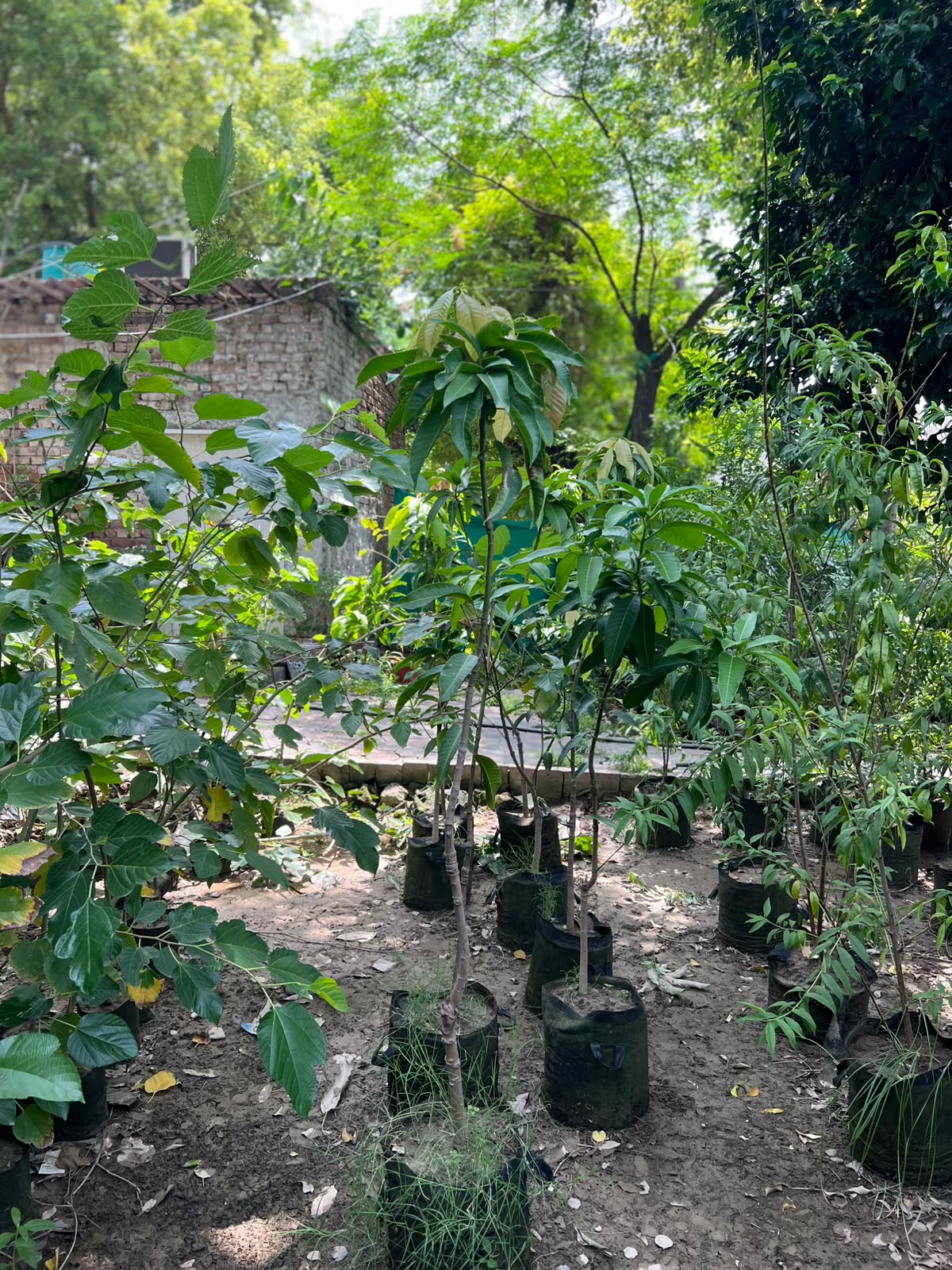 Mango Fruit Plant (Grafted Aam Tree)