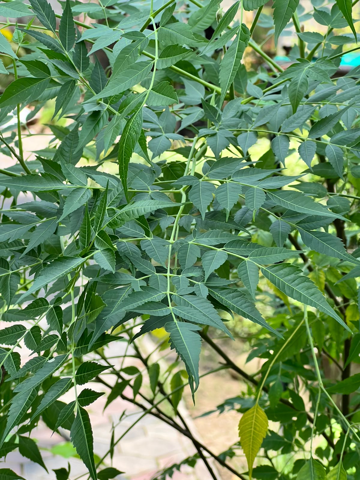 Bookain Tree (Bakain Shade Tree), photo 2