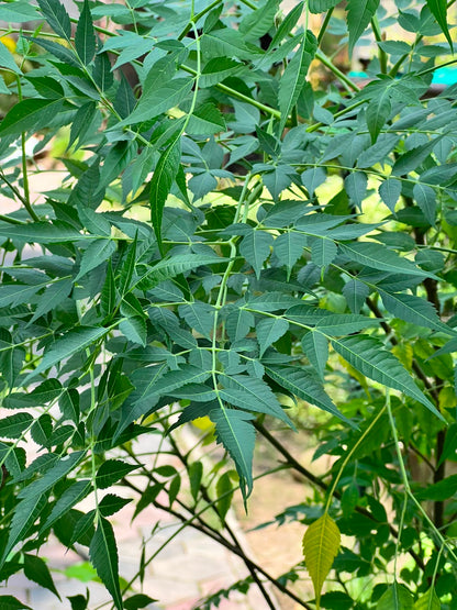 Bookain Tree (Bakain Shade Tree), photo 2