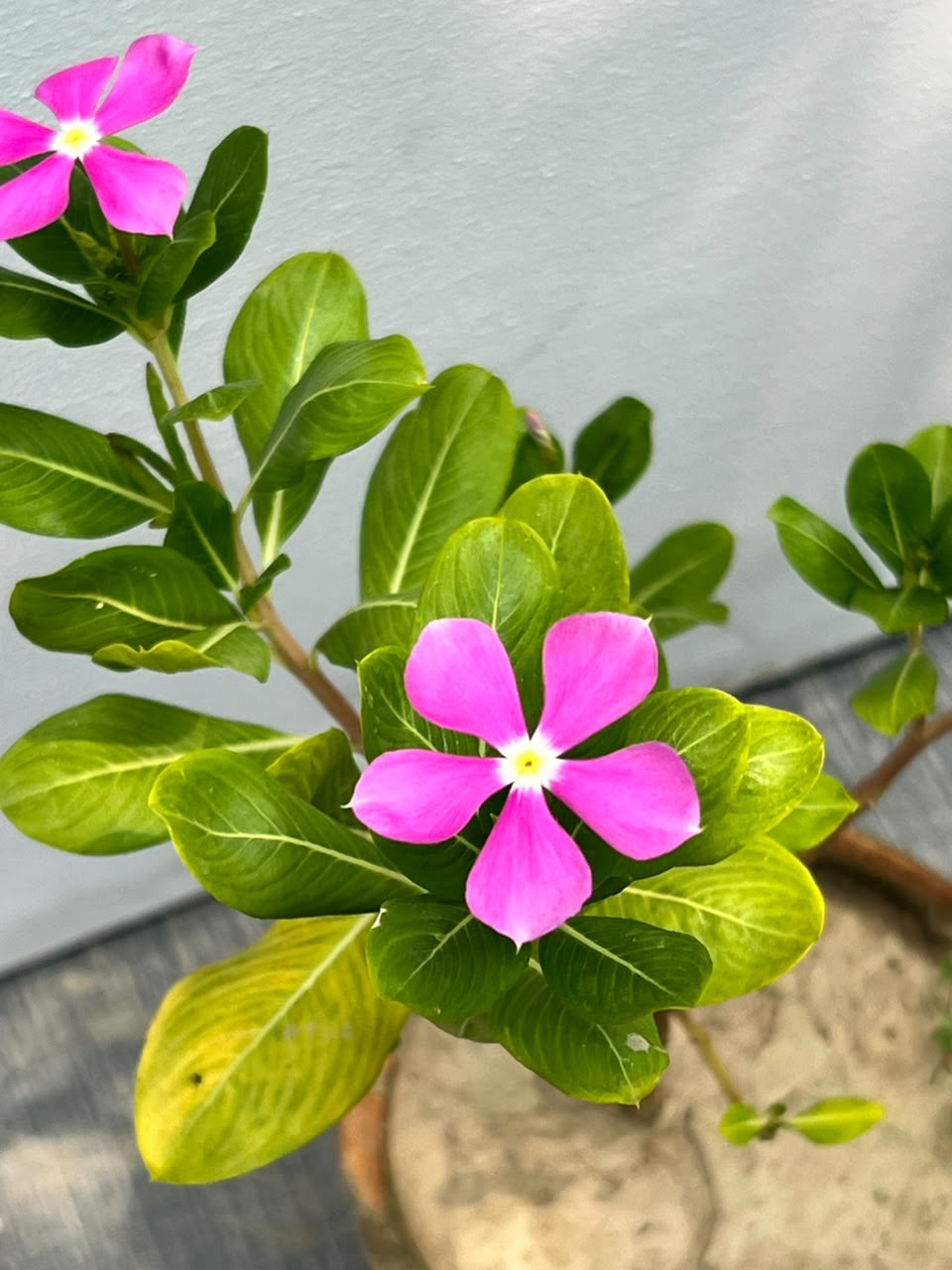 Vinka Plant (Madagascar Periwinkle), photo 2