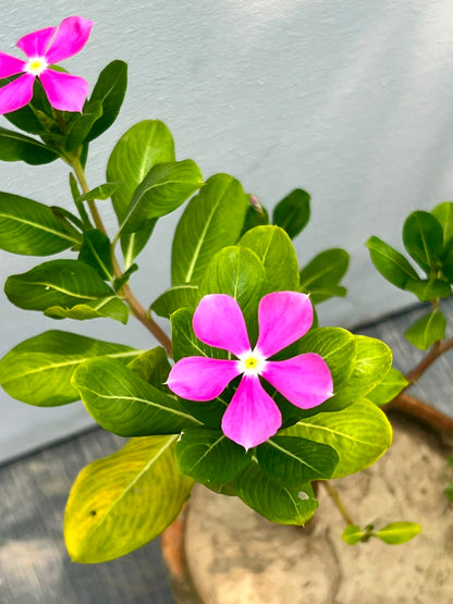 Vinka Plant (Madagascar Periwinkle), photo 2