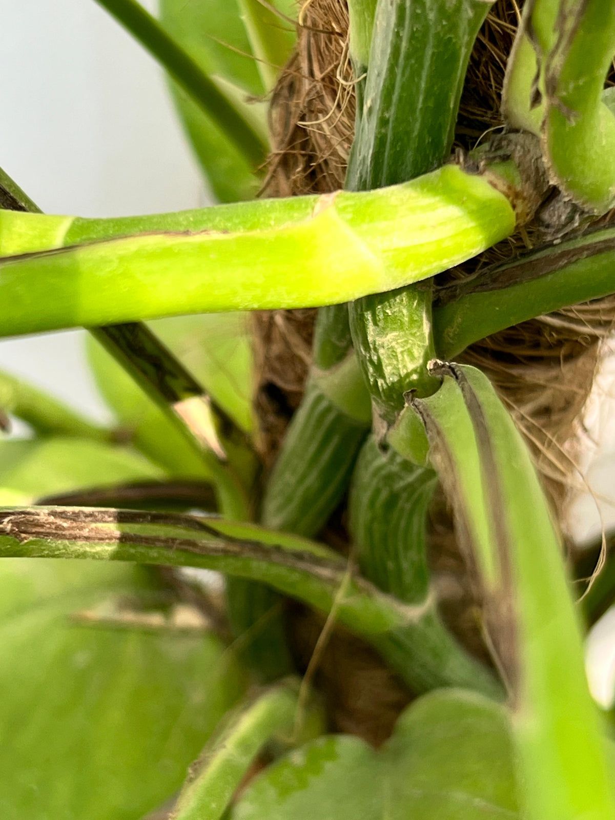 Money Plant (Golden Pothos), photo 6