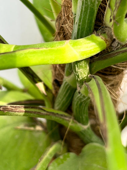 Money Plant (Golden Pothos), photo 6