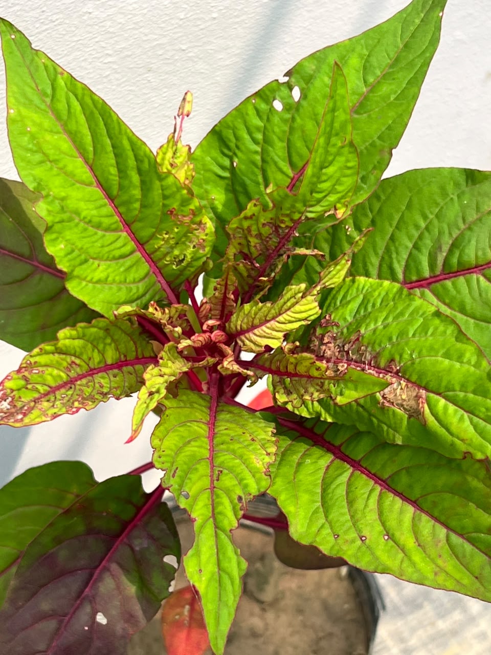 Kalga Plant (Cockscomb Celosia), photo 2