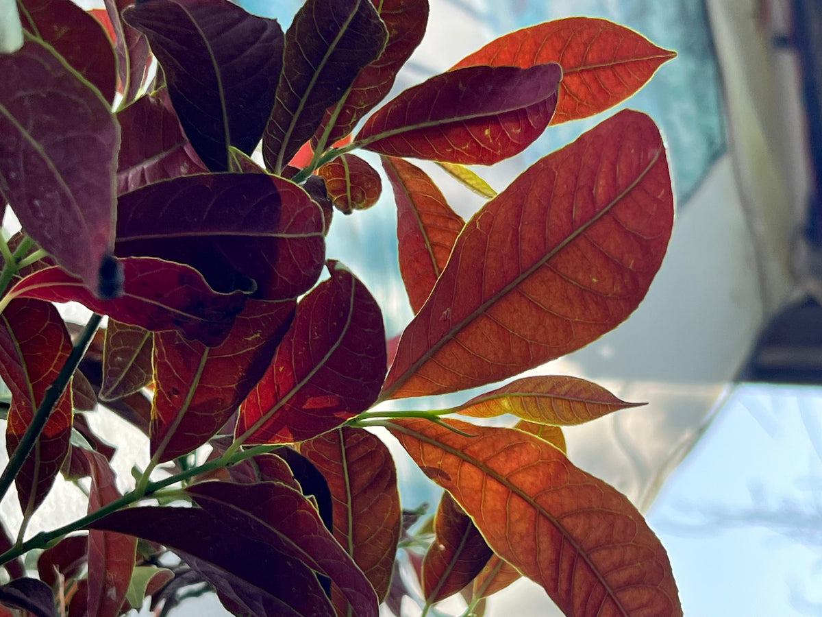 Asociere Plant (Chinese Croton, aka Aerocaria), photo 2