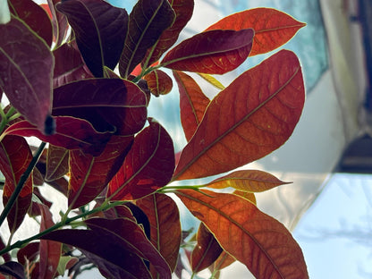 Asociere Plant (Chinese Croton, aka Aerocaria), photo 2