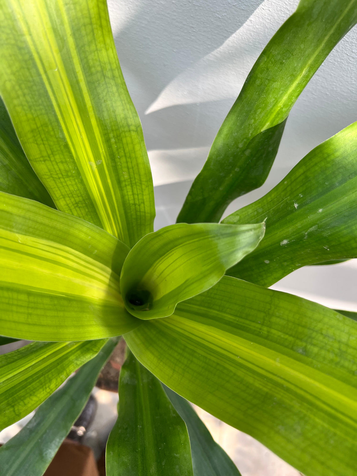 Makkai Patta Plant (Corn Plant), photo 3