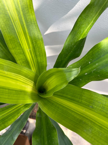 Makkai Patta Plant (Corn Plant), photo 3