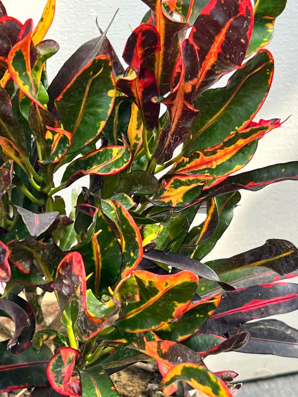 English Croton Plant (Codiaeum Variegatum, aka English Karoton), photo 3