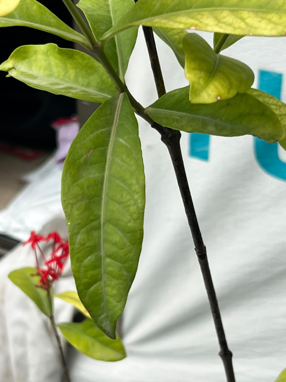 Ixora Plant (Pink Ezoora Shrub, aka Agzovra), photo 2