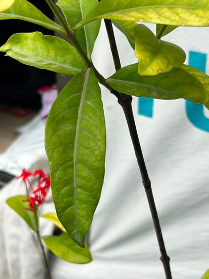 Ixora Plant (Pink Ezoora Shrub, aka Agzovra), photo 2