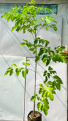 China Doll Plant (Radermachera Sinica)
