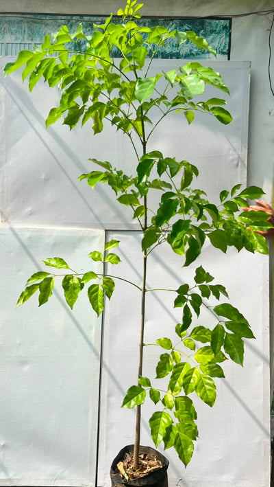 China Doll Plant (Radermachera Sinica)