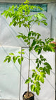 China Doll Plant (Radermachera Sinica)