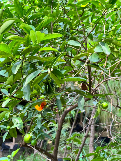 Lemon Fruit Plant (Grafted Citrus Tree), photo 5