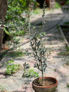 Olive Tree (Olea Europaea)