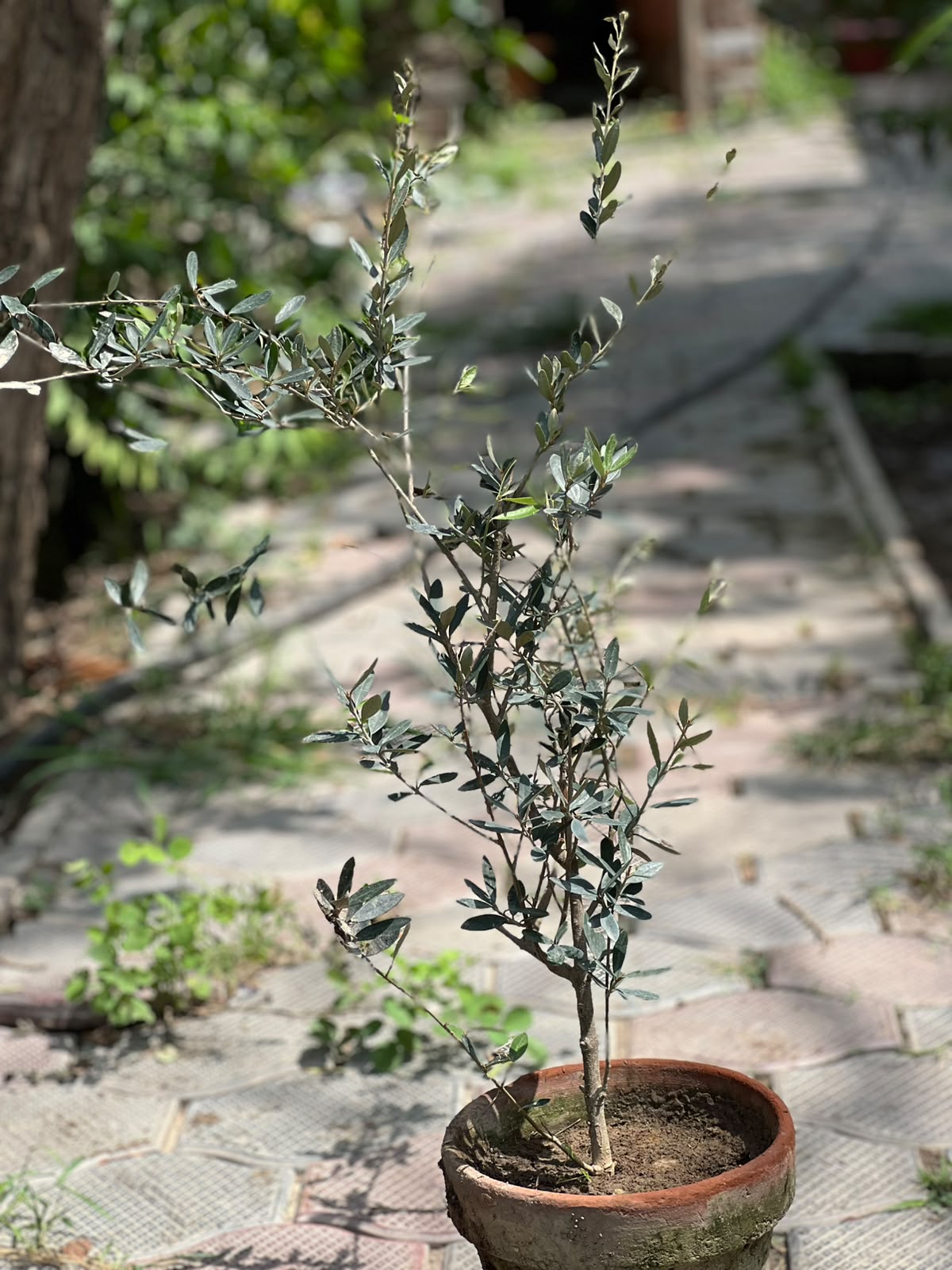 Olive Tree (Olea Europaea)