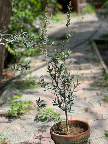 Olive Tree (Olea Europaea)