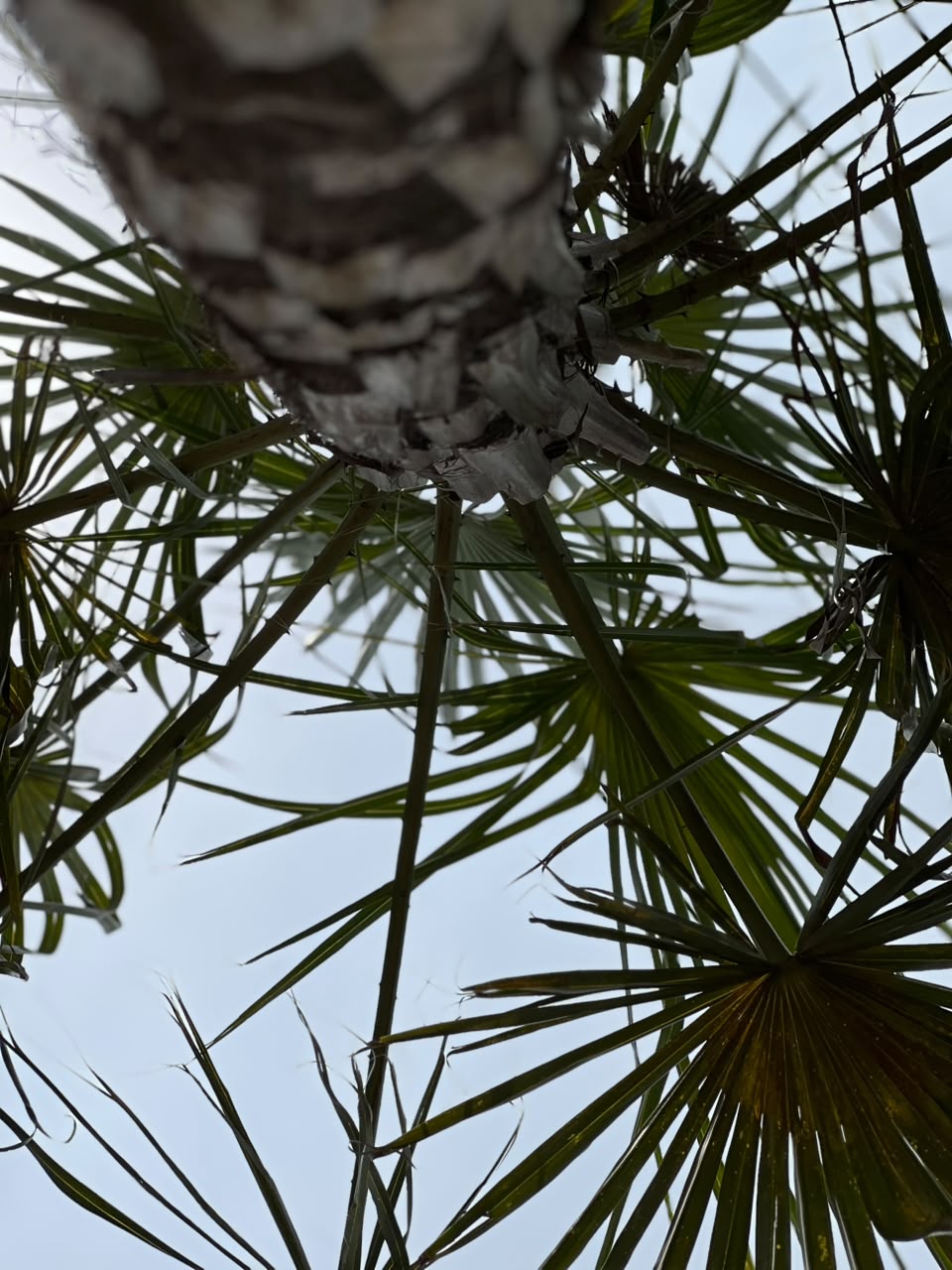 Copernicia Palm Tree (Ornamental Fan Palm), photo 2