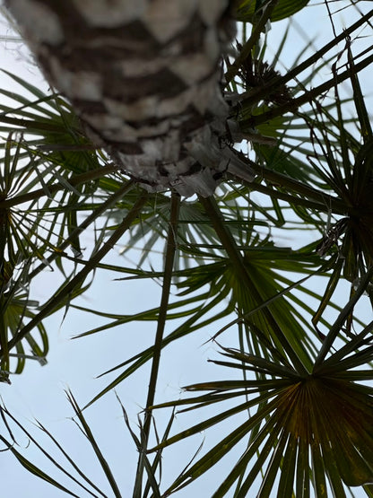 Copernicia Palm Tree (Ornamental Fan Palm), photo 2