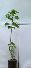 Gul-e-Khaira Plant (Tall Hollyhock)