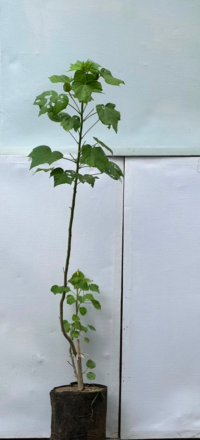 Gul-e-Khaira Plant (Tall Hollyhock)