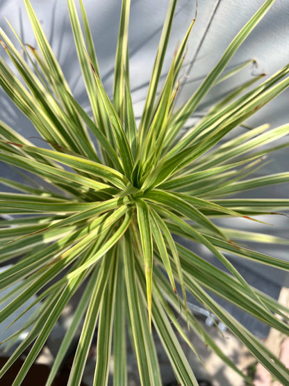 Dracaena Marginata Plant (Madagascar Dragon Tree), photo 7