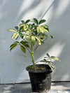Schefflera Plant (Umbrella Plant)