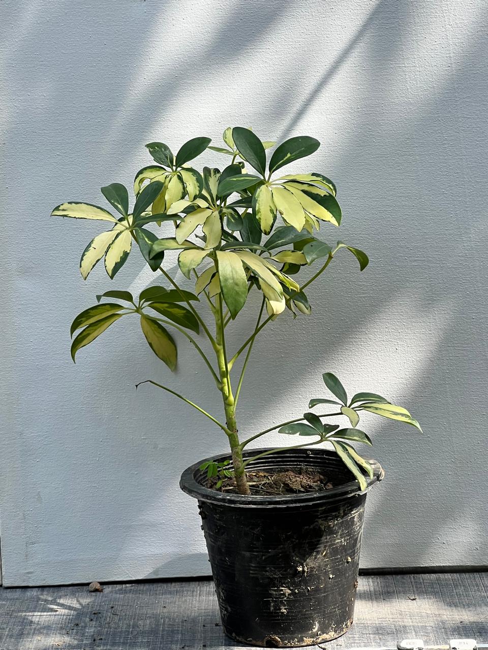 Schefflera Plant (Umbrella Plant)