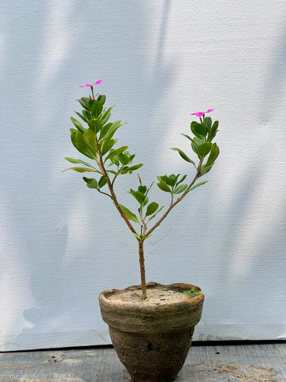 Vinka Plant (Madagascar Periwinkle)