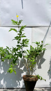 Tecoma Plant (Yellow Bells)