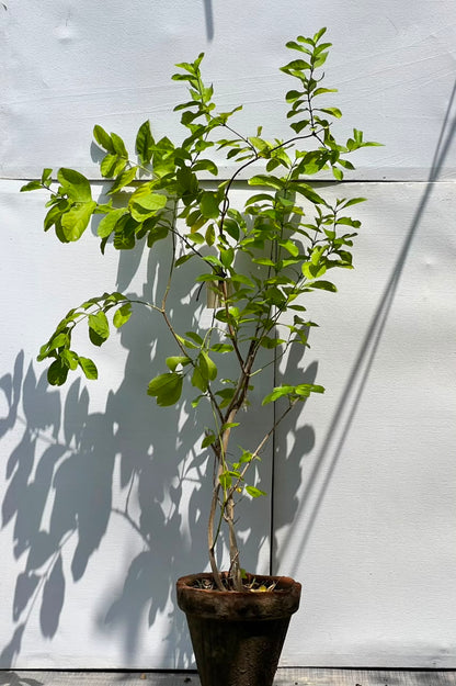 Jhumka Stand Plant (Standard Hibiscus Form), photo 2