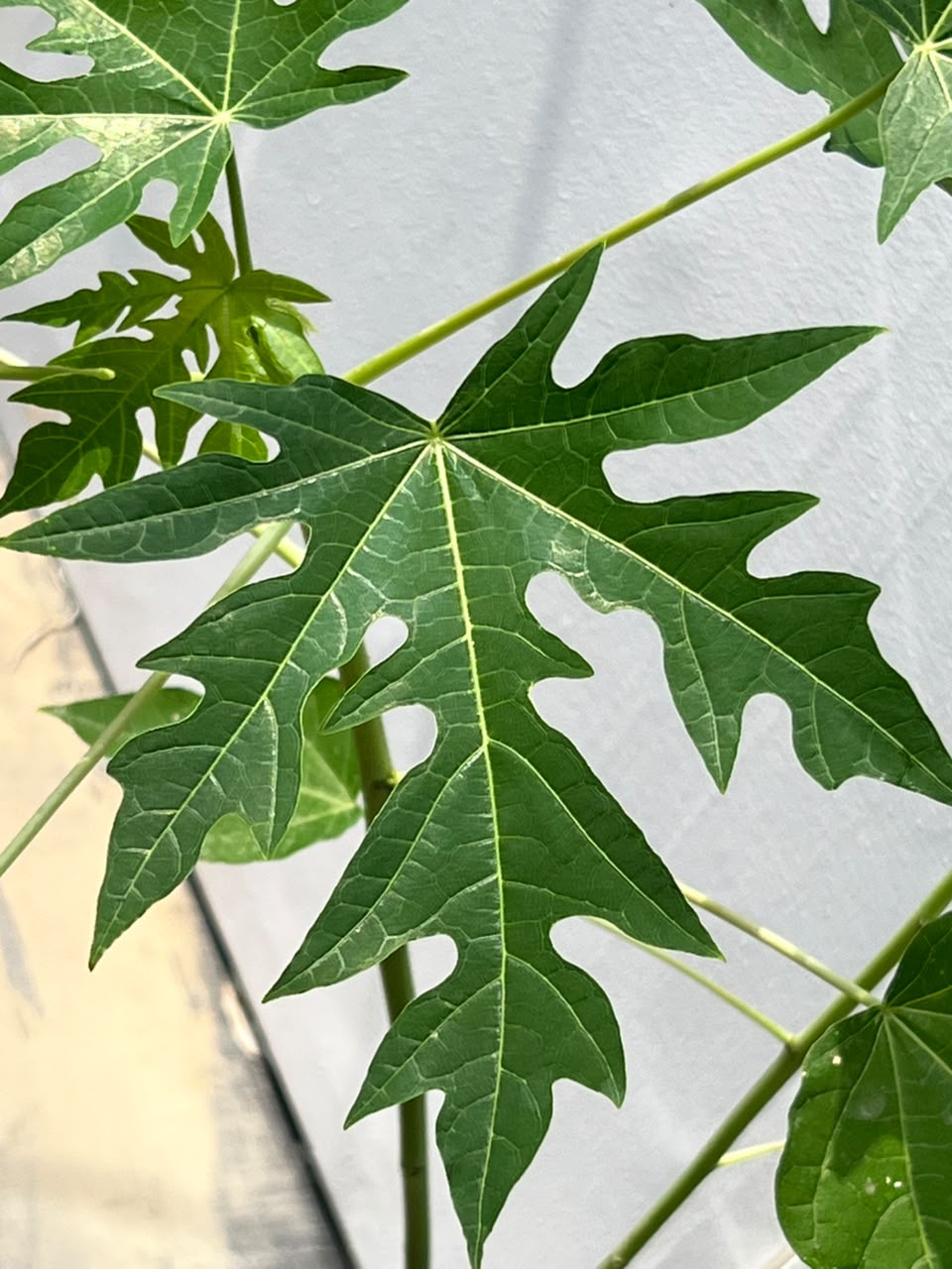 Papaya Fruit Plant (Live Papita), photo 3